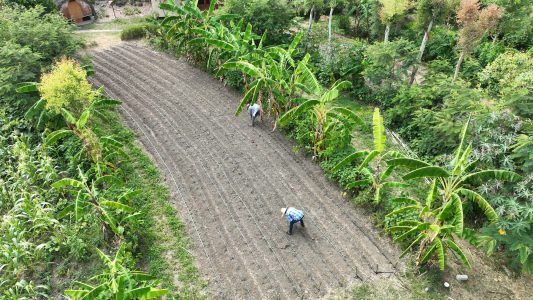 Huerto sintrópico de cultivos anuales, antes,