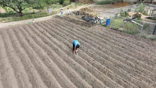 Huerto síntrópico forrajero Nassoum.