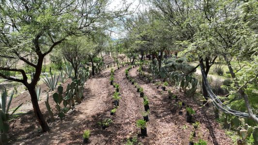 Huerto sintrópico Gaia, siembra, agosto 2025.