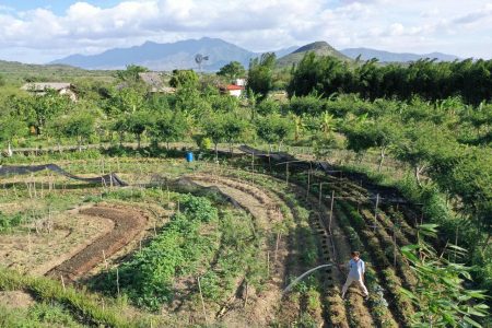 Huerto sintrópico de medicinales zona 3 (antes).