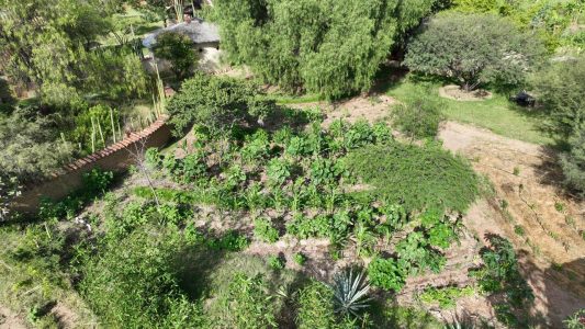 Huerto sintrópico Laurel-Na, septiembre del 2025.