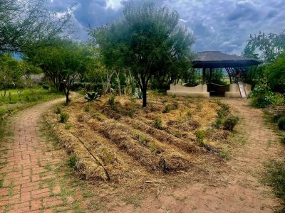 Huerto Hongo sembrado y cubierto de materia orgánica para conservar la humedad, septiembre 2025.