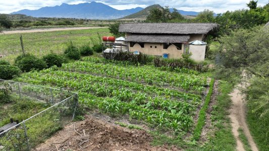 Huerto sintrópico forrajeros (ahora)