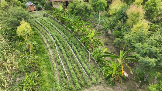 Huerto sintrópico de cultivos anuales, después,