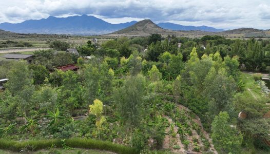 Huerto sintrópico de medicinales zona 3 (ahora).